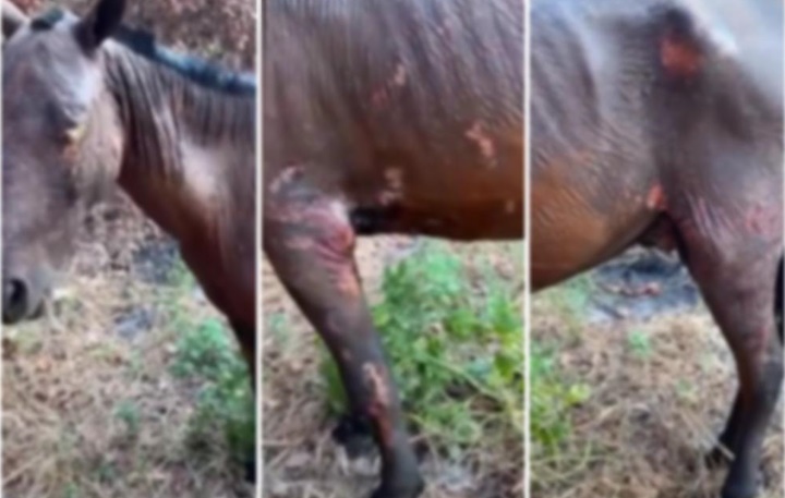 Virou caso de polícia! Cavalo é queimado vivo no Piauí e gera comoção da população 