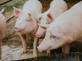 Adapi confirma segundo foco de peste suína em Boqueirão do Piauí