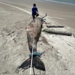 Golfinho é encontrado morto no Litoral do Piauí