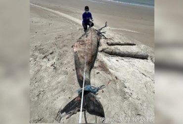 Golfinho é encontrado morto no Litoral do Piauí