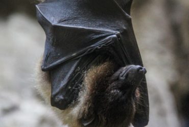 Vídeo: Morcego de pênis gigante faz sexo por 13 horas, aponta cientistas