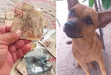 Cachorro caramelo destrói mais de R$ 1.300 em dinheiro do seu dono no Piauí