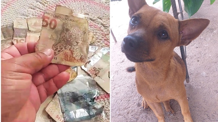 Cachorro caramelo destrói mais de R$ 1.300 em dinheiro do seu dono no Piauí