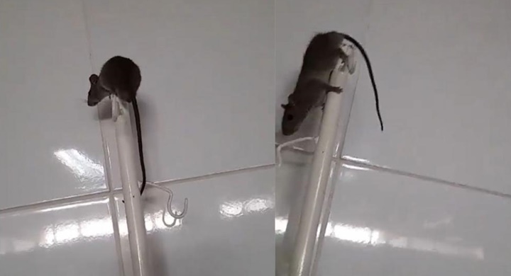 Populares gravam vídeo de rato em enfermaria em Hospital de Teresina