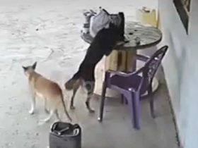 Vídeo: Cachorro vira-lata "furta" celular e foge em menos de 20 segundos