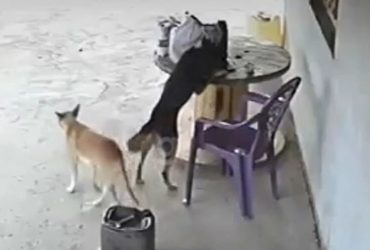 Vídeo: Cachorro vira-lata "furta" celular e foge em menos de 20 segundos