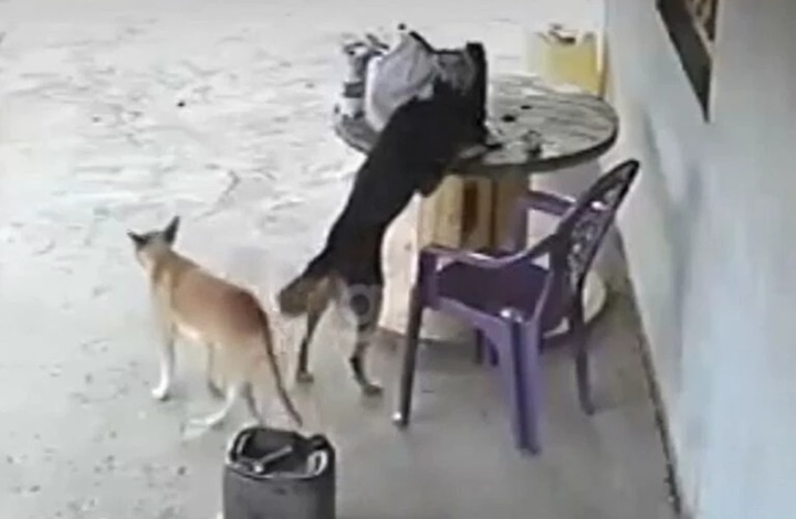 Vídeo: Cachorro vira-lata "furta" celular e foge em menos de 20 segundos 