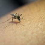 Você sabia que mosquitos tem um tipo de sangue favorito?