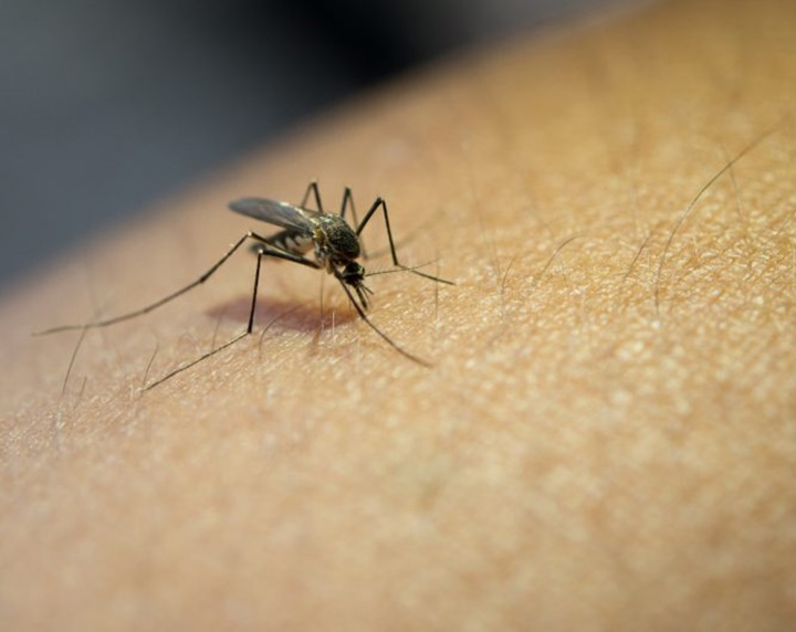 Você sabia que mosquitos tem um tipo de sangue favorito?
