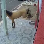 Cavalo destrói porta de vidro de clínica odontológica no Piauí