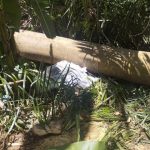 Homem morre após ser atingido por árvore durante trabalho de corte no Piauí