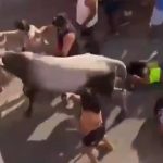 Vaca invade festa carnavalesca e deixa três pessoas feridas