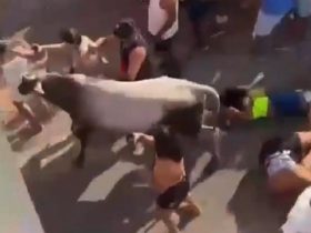 Vaca invade festa carnavalesca e deixa três pessoas feridas