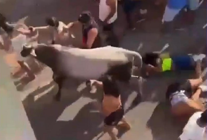 Vaca invade festa carnavalesca e deixa três pessoas feridas