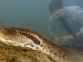 Vídeo: Maior cobra do mundo é encontrada na Amazônia