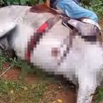 Vaqueiro e jumento morrem eletrocutados após animal pisar em fio elétrico no Piauí