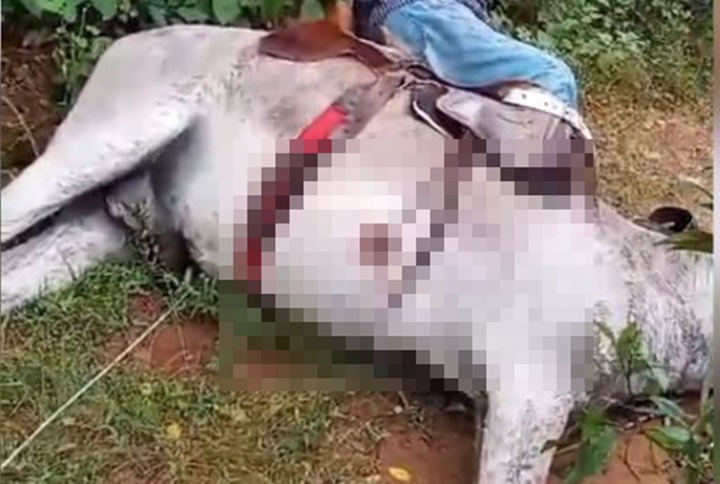 Vaqueiro e jumento morrem eletrocutados após animal pisar em fio elétrico no Piauí