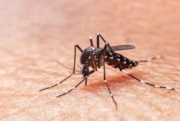 Brasil contabiliza mais de 3 milhões de casos de dengue em 2024