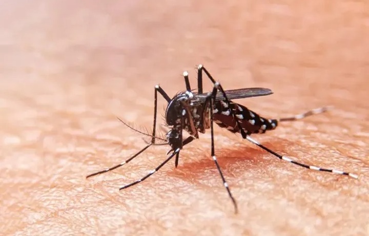 Brasil contabiliza mais de 3 milhões de casos de dengue em 2024