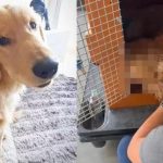 Cachorro vem a óbito após ser embarcado em voo errado em São Paulo