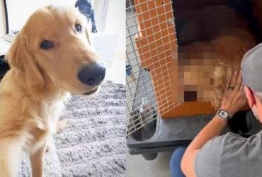 Cachorro vem a óbito após ser embarcado em voo errado em São Paulo