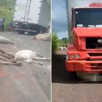 Caminhão desgovernado atropela e mata mais de 15 bovinos na PI-120