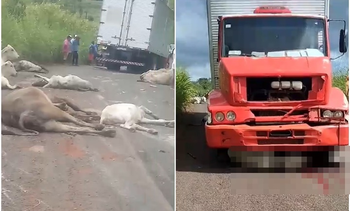 Caminhão desgovernado atropela e mata mais de 15 bovinos na PI-120