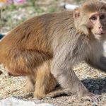 Homem contraí vírus raro após ser mordido por macaco na China
