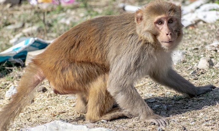 Homem contraí vírus raro após ser mordido por macaco na China