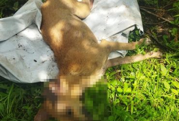 Homem é preso após abusar e matar cadela no Piauí