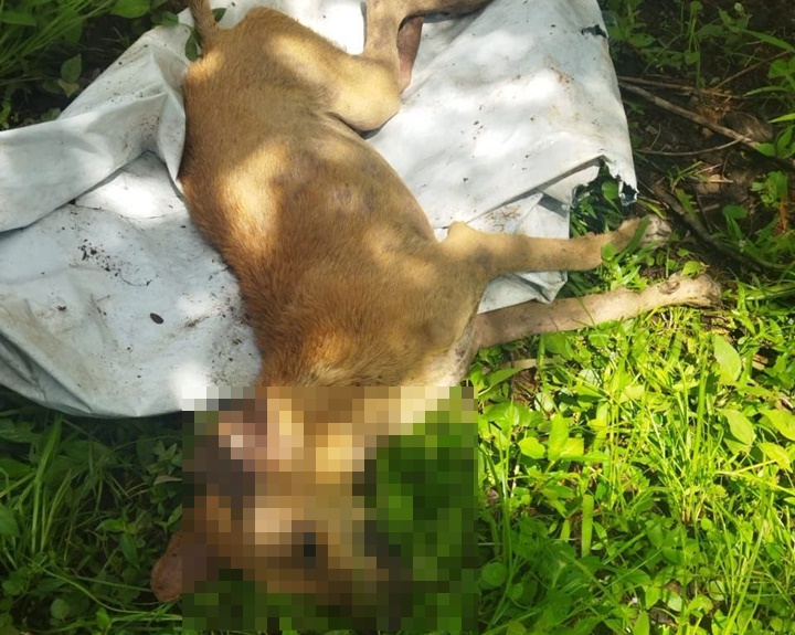 Homem é preso após abusar e matar cadela no Piauí