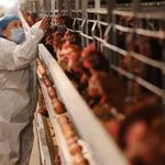 OMS alerta sobre potencial epidêmico da gripe aviária