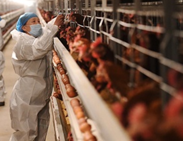 OMS alerta sobre potencial epidêmico da gripe aviária