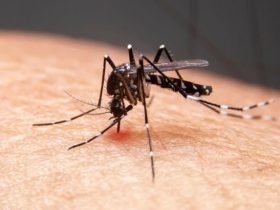 SESAPI registra quatro mortes por dengue no Piauí
