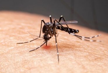 SESAPI registra quatro mortes por dengue no Piauí