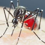 Sexto óbito confirmado por dengue no Piauí; casos aumentam mais de 80%