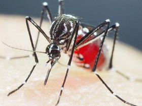 Sexto óbito confirmado por dengue no Piauí; casos aumentam mais de 80%