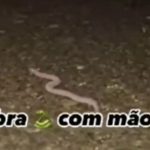Vídeo: Cobra com mãos viraliza nas redes sociais