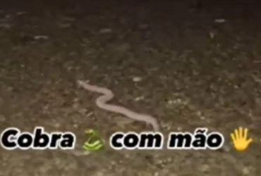 Vídeo: Cobra com mãos viraliza nas redes sociais