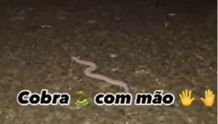 Vídeo: Cobra com mãos viraliza nas redes sociais 