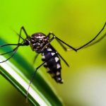 Jovem de 24 anos morre após complicações da Dengue no Piauí
