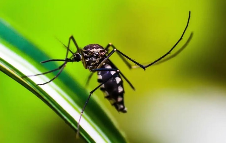 Jovem de 24 anos morre após complicações da Dengue no Piauí