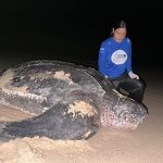 Moradores ficaram curiosos! Tartaruga-gigante ameaçada de extinção é encontrada no Litoral do Piauí