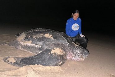 Moradores ficaram curiosos! Tartaruga-gigante ameaçada de extinção é encontrada no Litoral do Piauí
