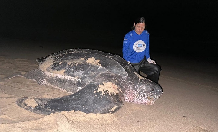 Moradores ficaram curiosos! Tartaruga-gigante ameaçada de extinção é encontrada no Litoral do Piauí 