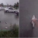 Vídeo: Chuva de peixes deixam moradores do Irã surpreendidos