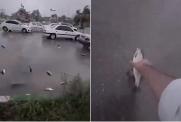 Vídeo: Chuva de peixes deixam moradores do Irã surpreendidos