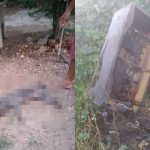 Cachorro morre e duas pessoas são hospitalizadas após ataque de enxame de abelhas em Campo Maior