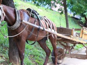 Câmara aprova projeto que proíbe usar animais em carroças em Teresina