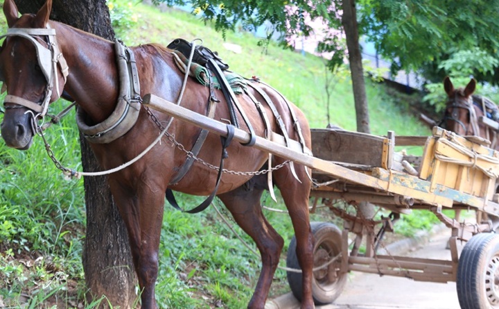 Câmara aprova projeto que proíbe usar animais em carroças em Teresina